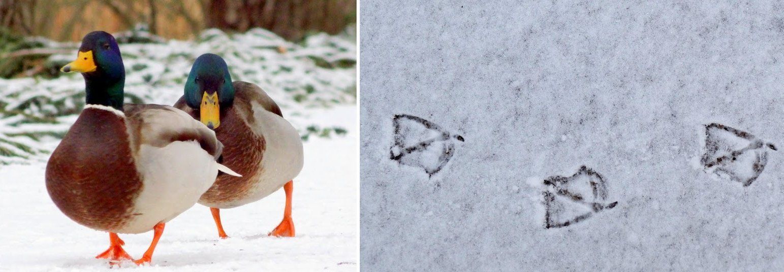 Фото следов животных на снегу: удивительные открытия